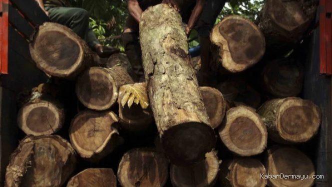 Kasus Pembalakan Liar Solok: Kemenhut Sita 152 Kayu dan 3 Alat Berat