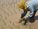 Kementan Terbitkan 889 Sertifikat Hak PVT: Akselerasi Benih Unggul 2026