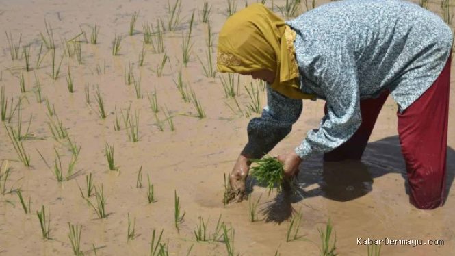 Kementan Terbitkan 889 Sertifikat Hak PVT: Akselerasi Benih Unggul 2026