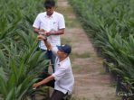 PTPN Group Cetak Penjualan Rp 29,1 Triliun, Melonjak 10,89% di Semester I-2026