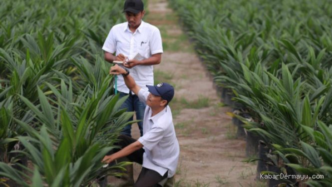 PTPN Group Cetak Penjualan Rp 29,1 Triliun, Melonjak 10,89% di Semester I-2026