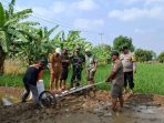 Sistem PMAAS di Lelea: Petani Tunggulpayung Bidik 10 Ton per Hektare