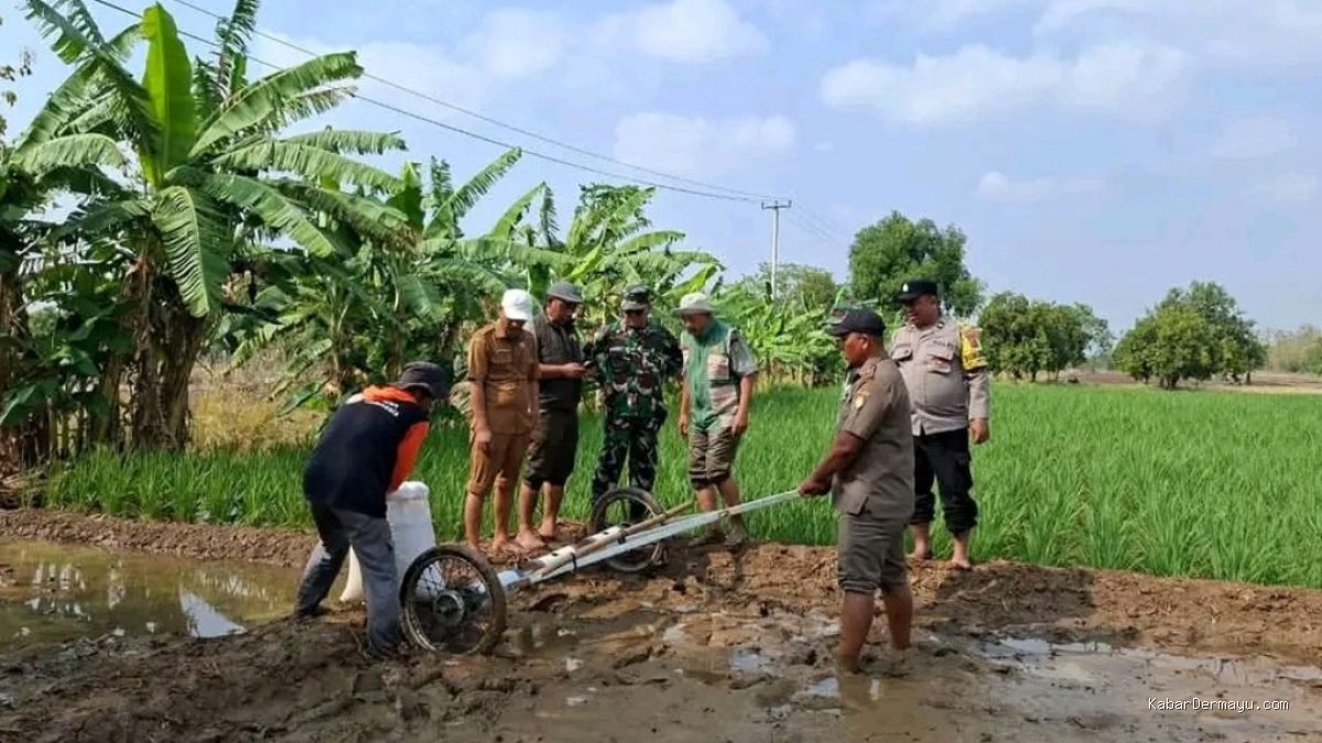 Sistem PMAAS di Lelea: Petani Tunggulpayung Bidik 10 Ton per Hektare