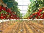 Photo by dalchaebi.me - 10 Rekomendasi Tempat Wisata Petik Strawberry Sendiri Terbaik