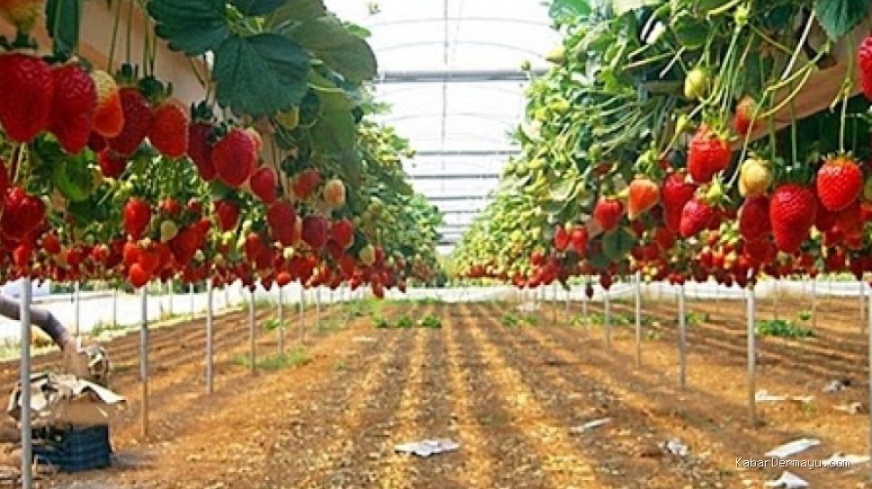 Photo by dalchaebi.me - 10 Rekomendasi Tempat Wisata Petik Strawberry Sendiri Terbaik