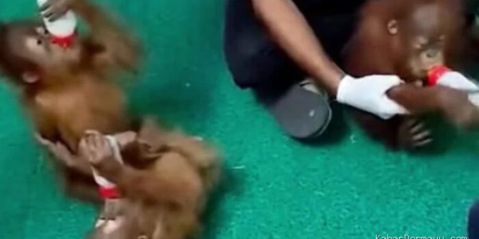 Bayi Orangutan Diduga Asal Sumatera Ditemukan di India, Kemenhut Bergerak