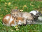 cara-efektif-mencegah-kucing-liar-masuk-ke-halaman-rumah-91794 Photo by istockphoto.com - Cara Efektif Mencegah Kucing Liar Masuk ke Halaman Rumah