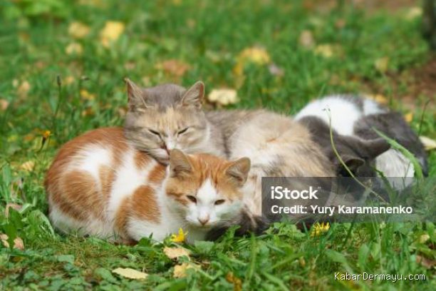 Photo by istockphoto.com - Cara Efektif Mencegah Kucing Liar Masuk ke Halaman Rumah