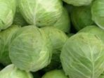 Photo by blibli.com - Cara Memilih Sayur Kol Berkualitas: Segar, Padat, dan Bebas Busuk