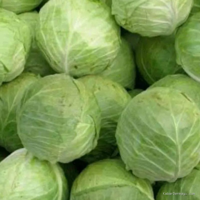 Photo by blibli.com - Cara Memilih Sayur Kol Berkualitas: Segar, Padat, dan Bebas Busuk