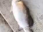 Dua Ikan Jumbo di Kolam Tamansari Indramayu, Potensi Wisata Baru?
