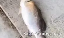Dua Ikan Jumbo di Kolam Tamansari Indramayu, Potensi Wisata Baru?