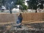 Kebakaran Lahan Mangga di Haurgeulis Indramayu, Warga Sigap Cegah Api ke Permukiman
