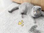Photo by orami.co.id - Menghilangkan Bau Pesing Kucing di Sofa dengan Cara Efektif