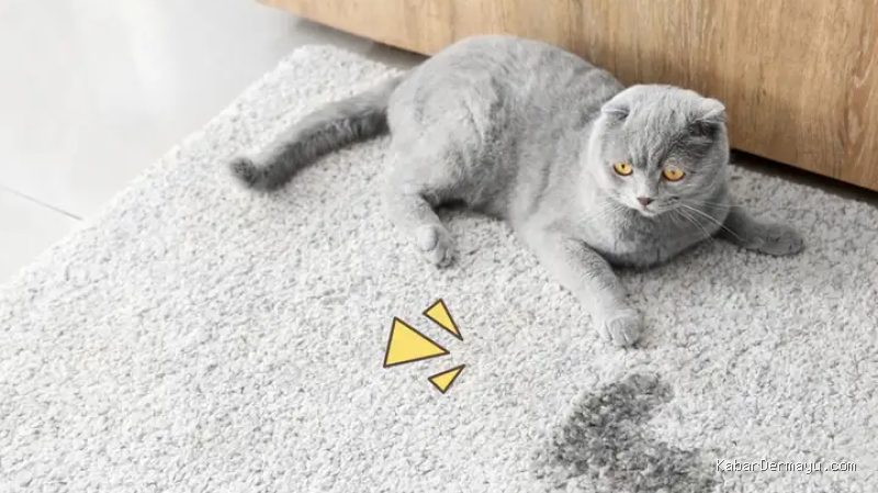 Photo by orami.co.id - Menghilangkan Bau Pesing Kucing di Sofa dengan Cara Efektif