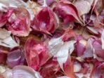 Photo by agri.kompas.com - Panduan Mengolah Kulit Bawang Merah Menjadi Pupuk Cair Organik