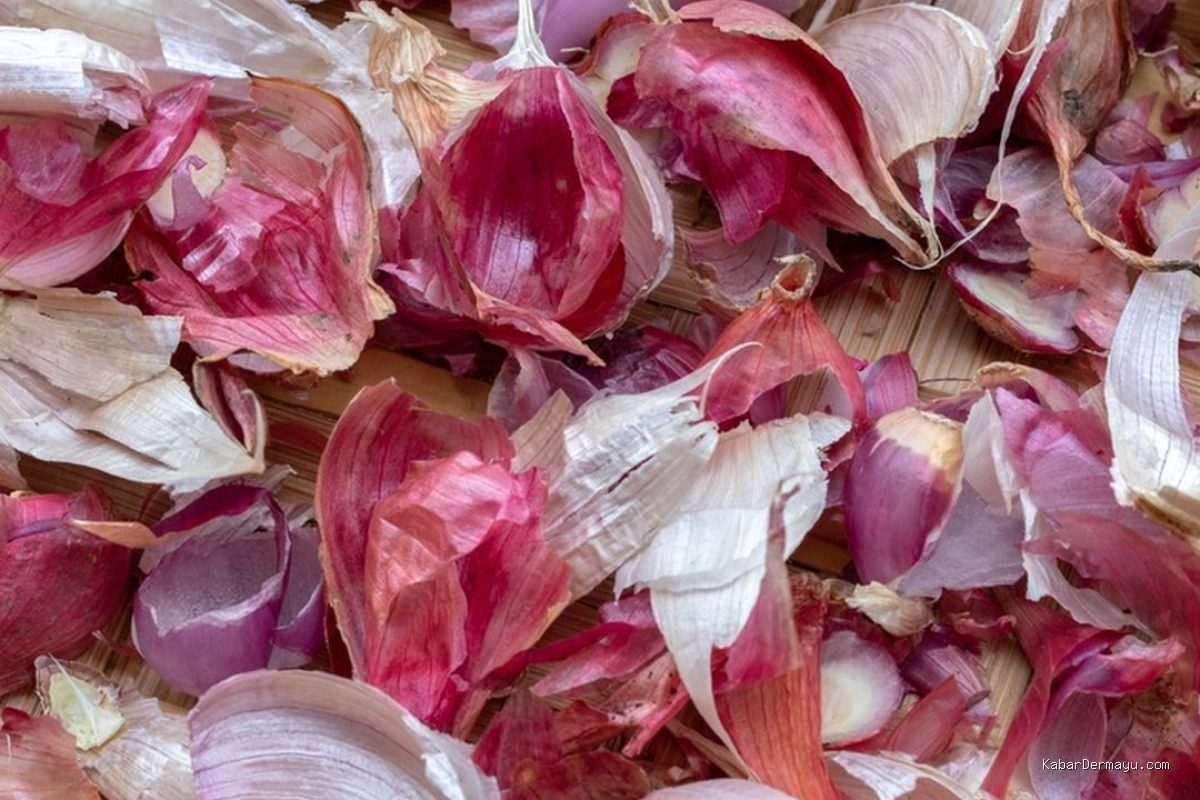 Photo by agri.kompas.com - Panduan Mengolah Kulit Bawang Merah Menjadi Pupuk Cair Organik