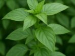 Photo by herbalkubersamaku.blogspot.com - Panduan Praktis Menanam Kemangi di Pot untuk Pemula