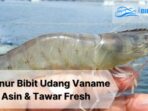 trik-memilih-bibit-udang-vaname-kualitas-super-lincah-tahan-serangan-penyakit-be-26381 Photo by bibitikan.id - Trik Memilih Bibit Udang Vaname Kualitas Super Lincah Tahan Serangan Penyakit Berak Putih