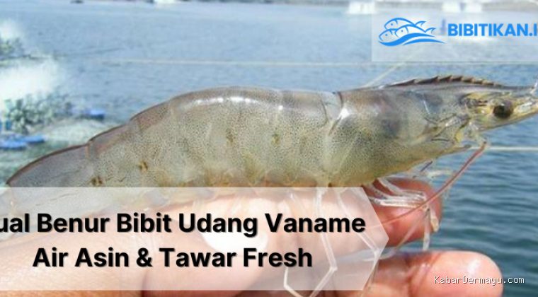 Photo by bibitikan.id - Trik Memilih Bibit Udang Vaname Kualitas Super Lincah Tahan Serangan Penyakit Berak Putih