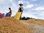 Photo by iknpos.id - Update Harga Gabah Kering Panen Petani di Pantura Jawa Barat