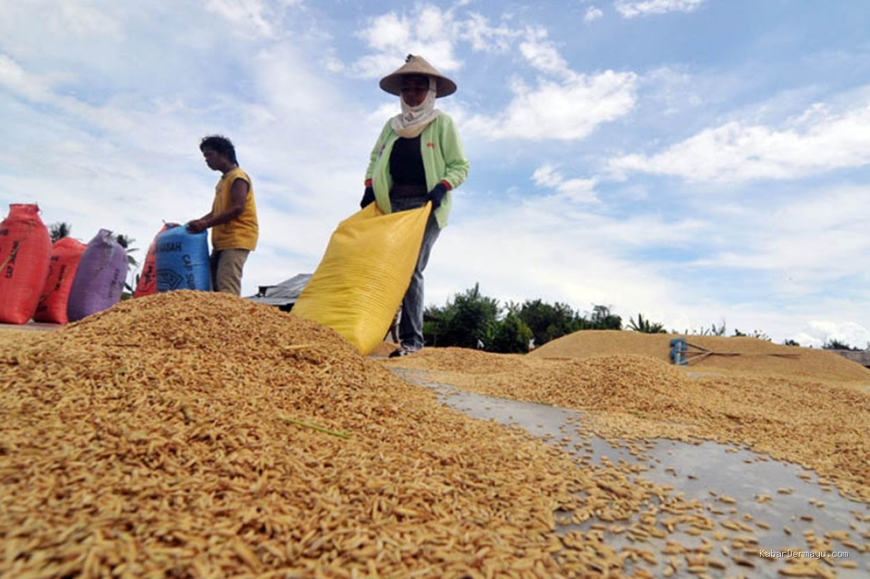 Photo by iknpos.id - Update Harga Gabah Kering Panen Petani di Pantura Jawa Barat