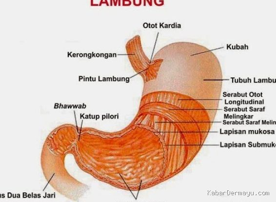 Penyebab Asam Lambung Kambuh Mendadak Pasca Puasa 10 Jam Jelang Tes MCU