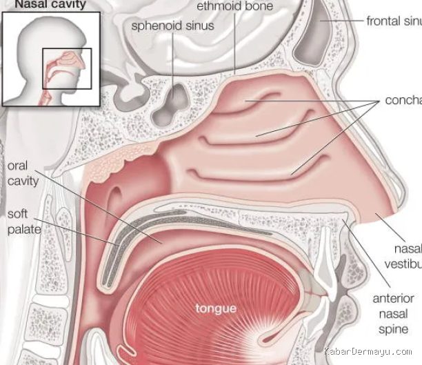 Penyebab Hidung Bengkok atau Polip Mengganggu Pemeriksaan Fisik THT