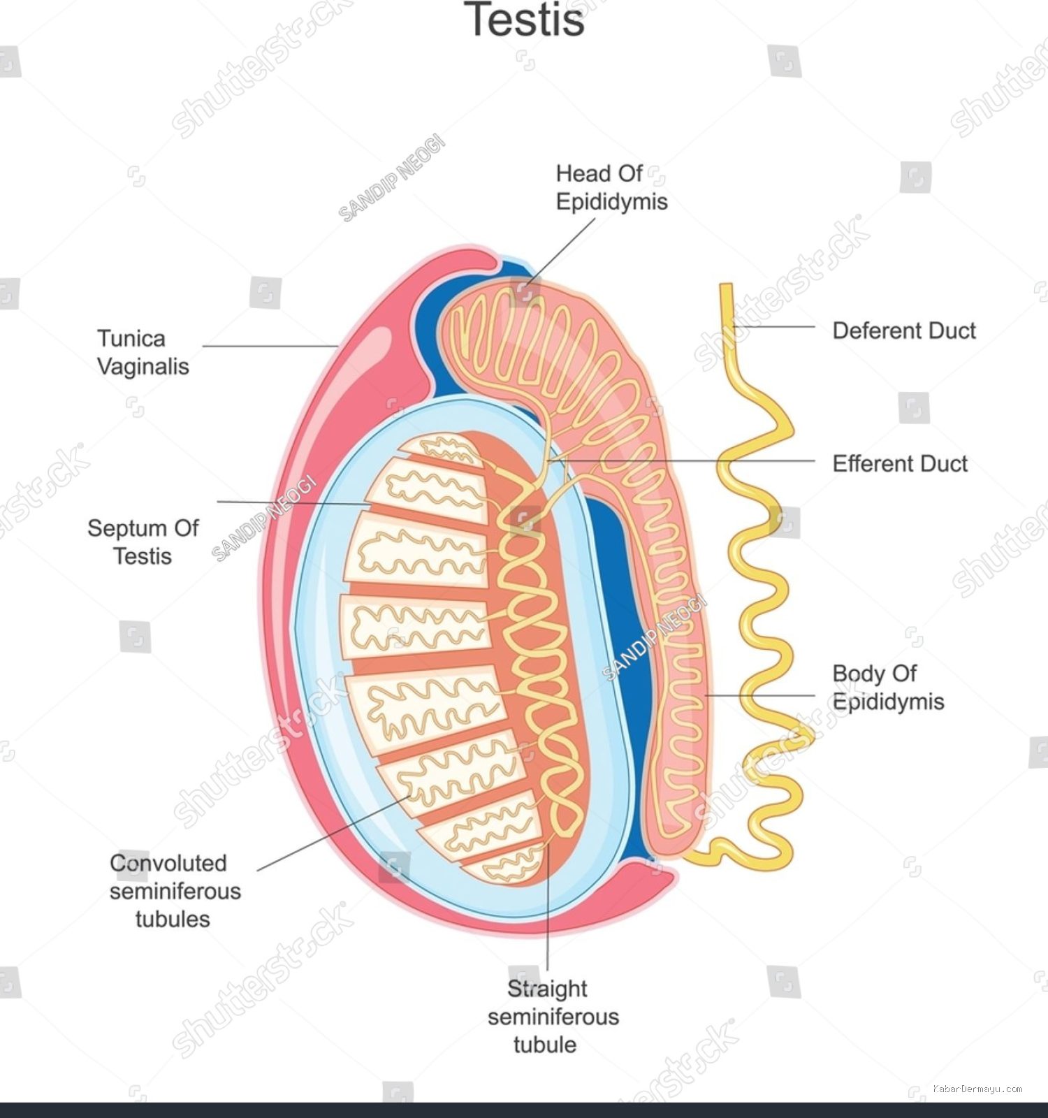 Photo by shutterstock.com - Penyebab Muncul Varikokel di Bagian Vital Saat Tes Fisik Dokter Khusus Pria