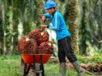 Photo by jambiekspres.disway.id - Syarat Lengkap Kerja Formal di Perkebunan Sawit Luar Negeri Resmi Pemerintah