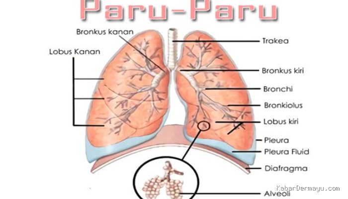 Photo by sekolahan.co.id - Trik Menghilangkan Kebiasaan Merokok Seminggu Sebelum Jadwal Rontgen Paru
